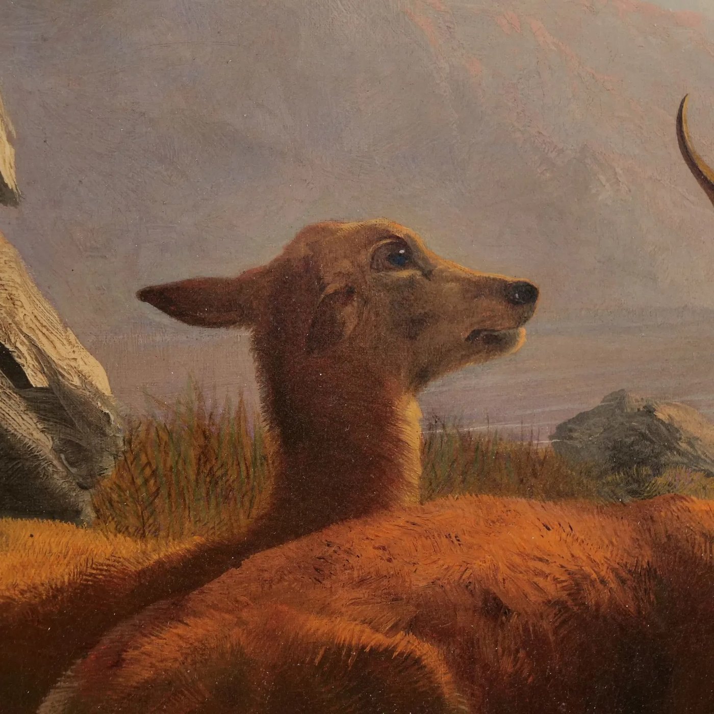 Doe close-up showing parallel-stroke fur handling